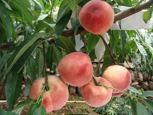 桃树几年结果实 种植多久才能开花挂果