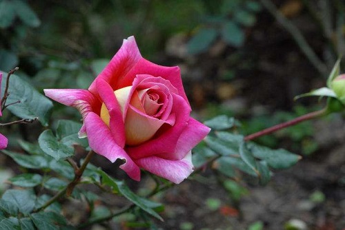 玫瑰花花语和寓意 象征着什么意思