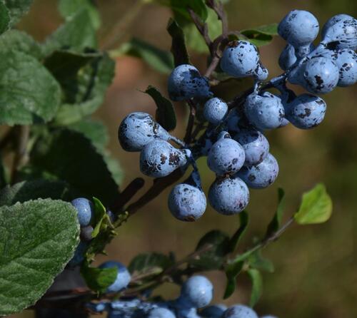 蓝莓几月份扦插最好 容易成活的扦插时间