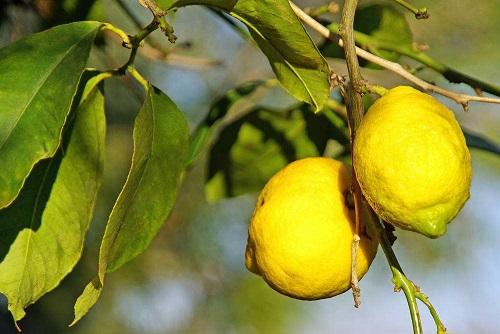 柠檬树不长叶子怎么办 不长新叶处理方法