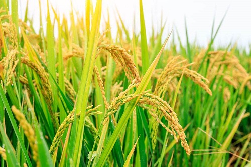 水稻是什么作物 属于什么带作物