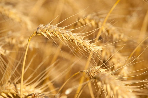 小麦是什么作物 属于什么带作物