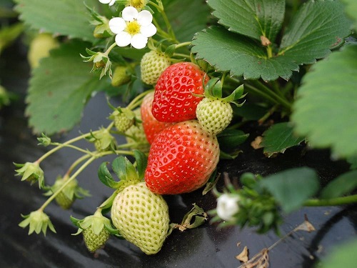 草莓果期有多久 果期养护与管理方法