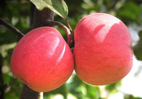 苹果果期有多久 果期养护与管理方法
