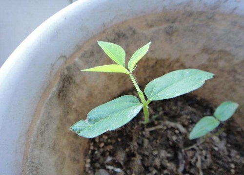 绿豆几天出苗 播种后多长时间出苗