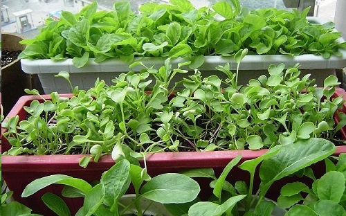 阳台种植蔬菜的时间和方法步骤
