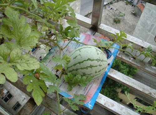 阳台种植西瓜的时间和方法步骤