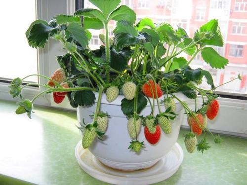 阳台种植草莓的时间和方法步骤