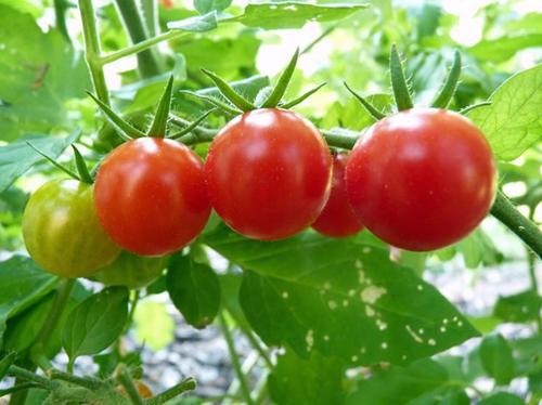 阳台种植西红柿的时间和方法步骤