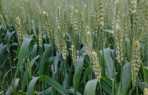 春小麦套种什么好 套种作物品种及技术