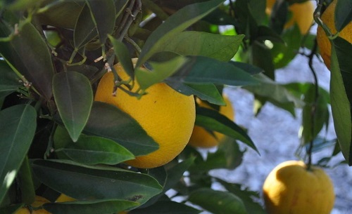 柠檬树长虫子怎么办 病虫害治理方法及妙招