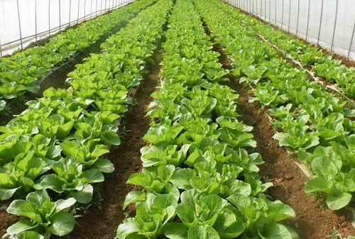 种植疏菜赚钱吗 种植成本利润及前景分析