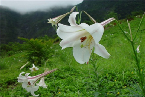 百合的种植方法和时间