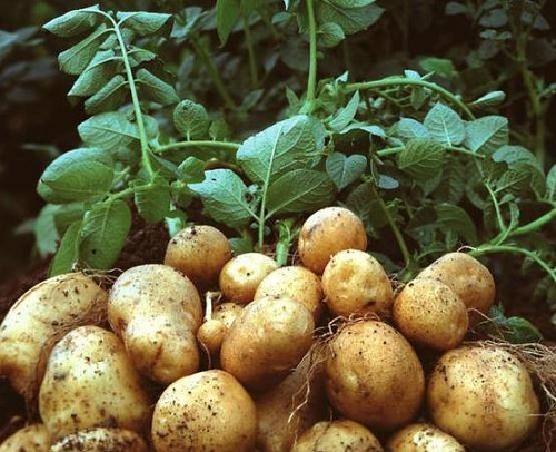 土豆的种植方法和时间