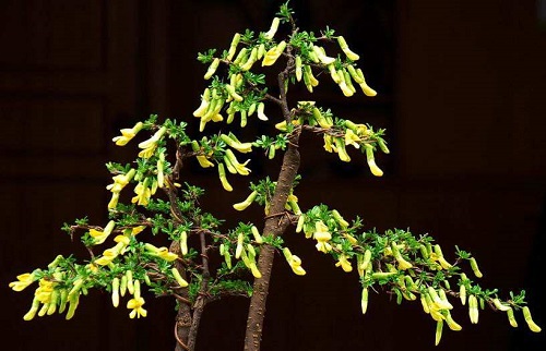 金雀花树图片图片