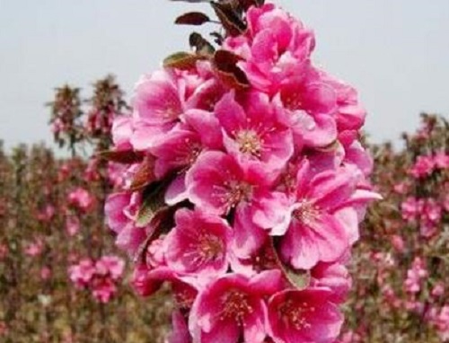 西府海棠一年开几次花 花期月份与时间