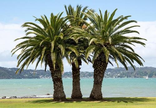 棕榈树一年能长多高 每年能长多少公分