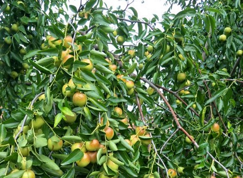 枣树落果是什么原因造成的