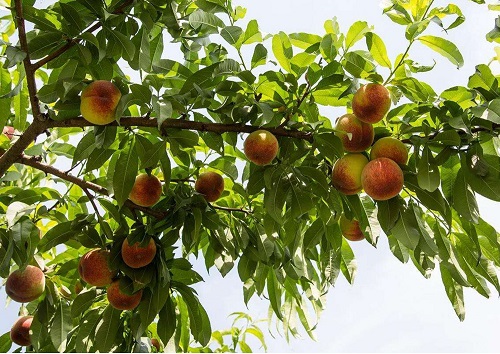 桃树落果是什么原因造成的