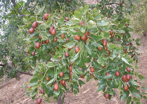 黑枣树什么时候开花 开花月份与季节