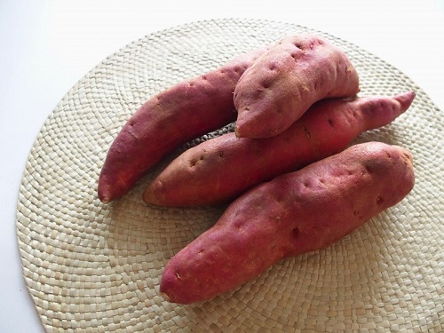 红薯怎么发芽 种子怎么种植才能发芽快