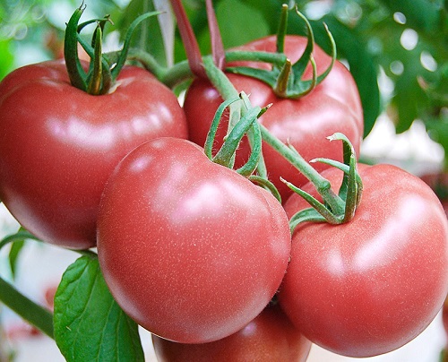种西红柿用什么肥料好