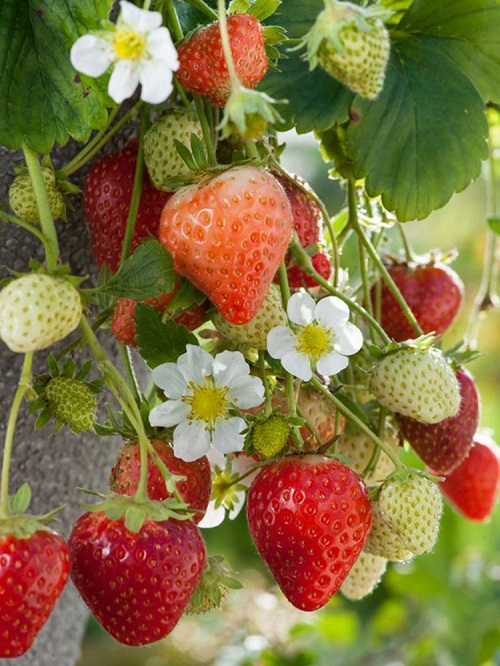 草莓怎么留种子 自己收集与获得种子方法