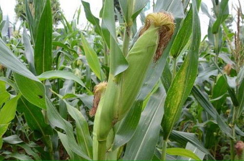 玉米的生长周期是多长时间 生长速度快吗