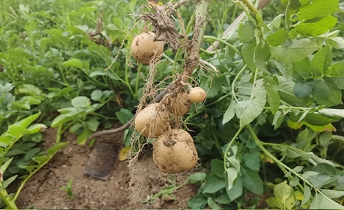 土豆的生长周期是多长时间 生长速度快吗