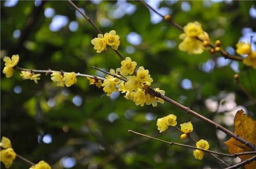 腊梅什么季节开花 开花月份