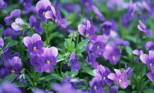 紫罗兰什么季节开花开花月份 植物说