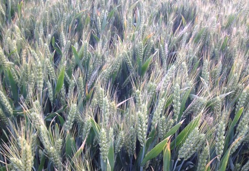 小麦的生长周期是多长时间 生长速度快吗