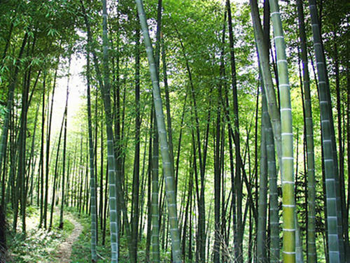 竹子的生长速度快吗 一年能长多少