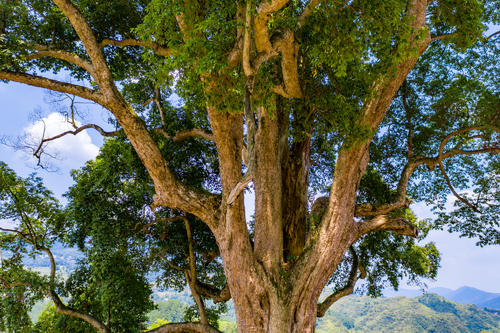 金丝楠木生长速度快吗 一年能长多少