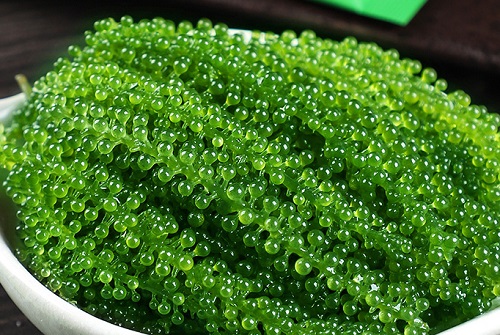 海藻有籽吗 海藻籽能吃吗