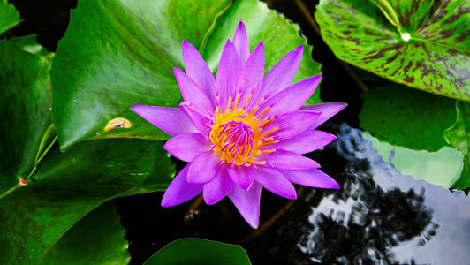 紫色睡莲怎么水养 水养方法和注意事项