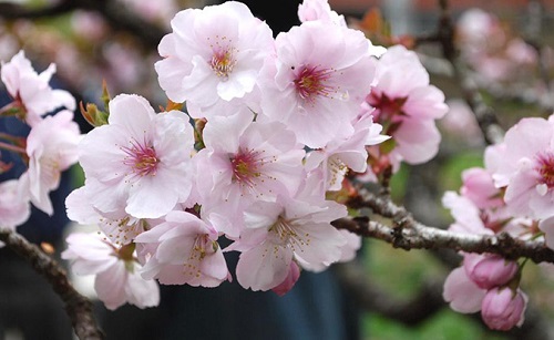 樱花是乔木还是灌木 属于什么类植物