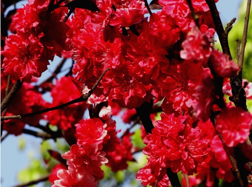 红叶李是乔木还是灌木 属于什么类植物