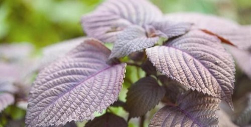 紫苏种植时间和方法 高产栽培技术与管理措施