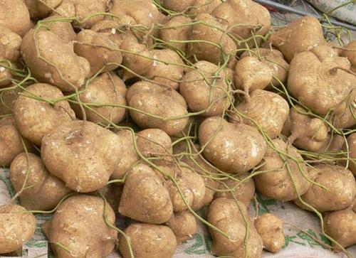 凉薯的种植时间和方法 高产栽培技术与管理措施