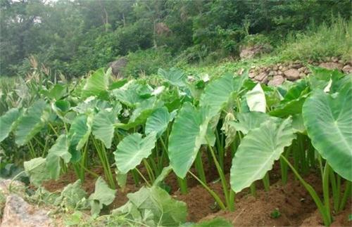 芋头种植时间和方法 高产栽培技术与管理措施