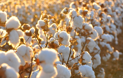 棉花种植条件 对气温气候及区域地理的要求