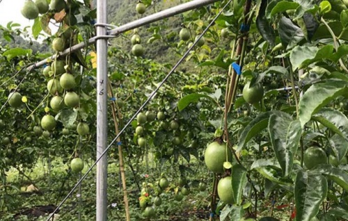 百香果种植条件 对气温气候及区域地理的要求