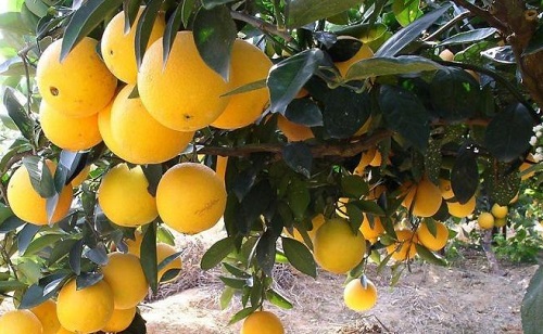 橙子树的种植条件 对气温气候及区域地理的要求