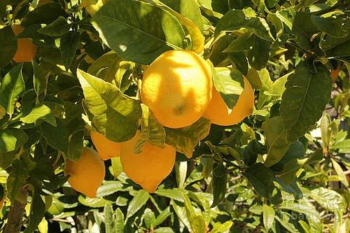 柠檬树的养殖方法和注意事项有哪些