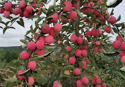 苹果种植条件 对气温气候及区域地理的要求