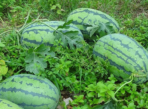 西瓜摘心时间摘心方法及步骤图解 植物说