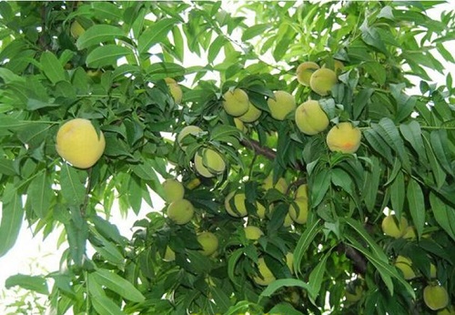 桃树病虫害防治技术 常见防治方法与措施