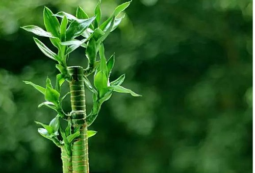 富贵竹怎么繁殖 繁殖时间和方法图解