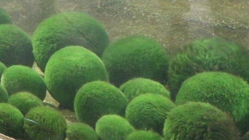 球藻怎么繁殖 繁殖时间和方法图解